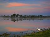Egret Fishing At Sunrise_45424